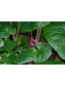 Asarum maximum 'Ling Ling' / Asaret