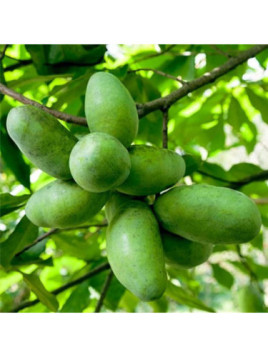 Asimina triloba allegheny Peterson