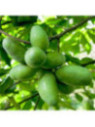 Asimina triloba allegheny Peterson