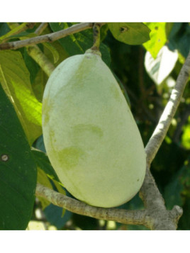 Asimina triloba allegheny Peterson
