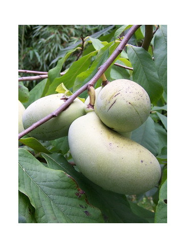 Asimina triloba 'Sunflower' /Asiminier (autofertile)