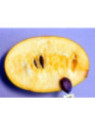 Asimina triloba rappahanoc