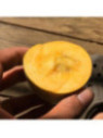 Asimina triloba rappahanoc