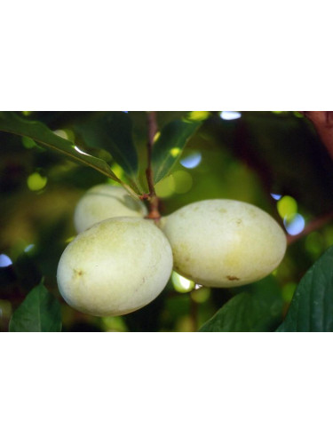 Asimina triloba rappahanoc