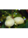 Asimina triloba rappahanoc