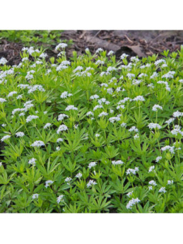 Galium odoratum / Aspérule odorante