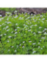 Galium odoratum / Aspérule odorante