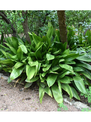 Aspidistra elatior