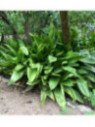 Aspidistra elatior
