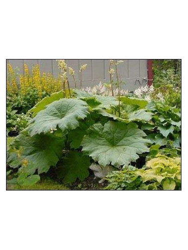 Astilboides Tabularis