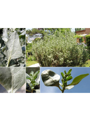 Atriplex halimus / Arroche marine / Pourpier de mer
