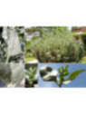 Atriplex halimus / Arroche marine / Pourpier de mer