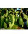 Persea americana var. 'Bacon' / Avocatier Groupe B