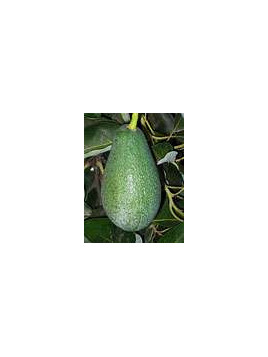 Persea americana var. ’Fuerte' / Avocatier Groupe B
