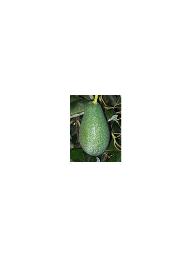 Persea americana var. ’Fuerte' / Avocatier Groupe B