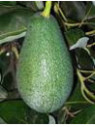 Persea americana var. ’Fuerte' / Avocatier Groupe B