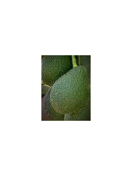 Persea americana var. ’Hass' / Avocatier Groupe A