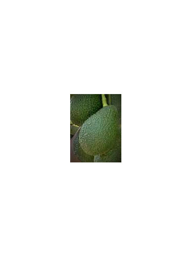 Persea americana var. ’Hass' / Avocatier Groupe A