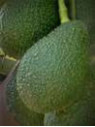 Persea americana var. ’Hass' / Avocatier Groupe A
