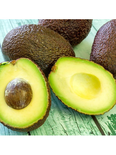 Persea americana var. ’Hass' / Avocatier Groupe A