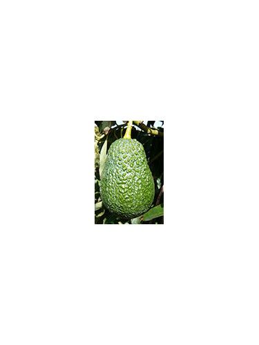 Persea americana var. ’Lamb Hass' / Avocatier Groupe A