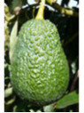 Persea americana var. ’Lamb Hass' / Avocatier Groupe A