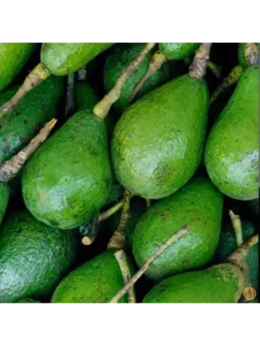 Persea americana var. ’Lula' / Avocatier Groupe A