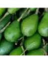 Persea americana var. ’Lula' / Avocatier Groupe A