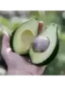 Persea americana var. ’Lula' / Avocatier Groupe A