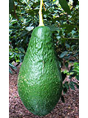 Persea americana var. ’Pinkerton' / Avocatier Groupe A