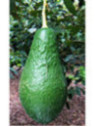 Persea americana var. ’Pinkerton' / Avocatier Groupe A