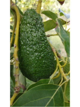 Persea americana var. ’Pinkerton' / Avocatier Groupe A