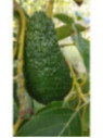 Persea americana var. ’Pinkerton' / Avocatier Groupe A