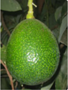 Persea americana 'Reed' / Avocatier 'reed' Groupe A