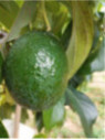 Persea americana 'Reed' / Avocatier 'reed' Groupe A