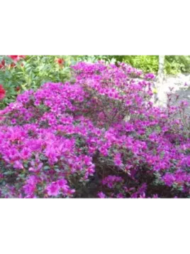 Azalée japonaise Amonea / Azalea japonica pourpre Lilas