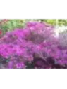 Azalée japonaise Amonea / Azalea japonica pourpre Lilas