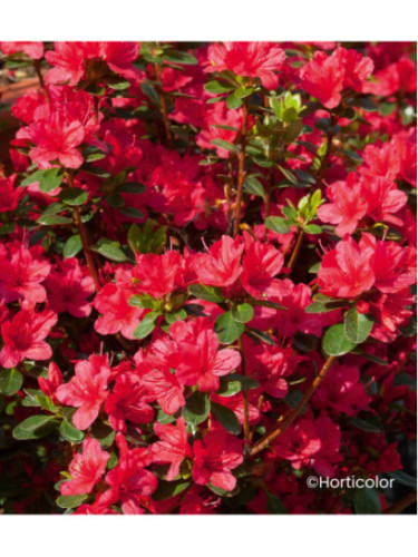 Azalée japonaise Hino crimson/ Azalea japonica rouge brillant