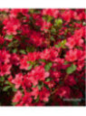 Azalée japonaise Hino crimson/ Azalea japonica rouge brillant