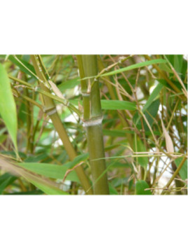 Bambou Phyllostachys Nigra Henonis