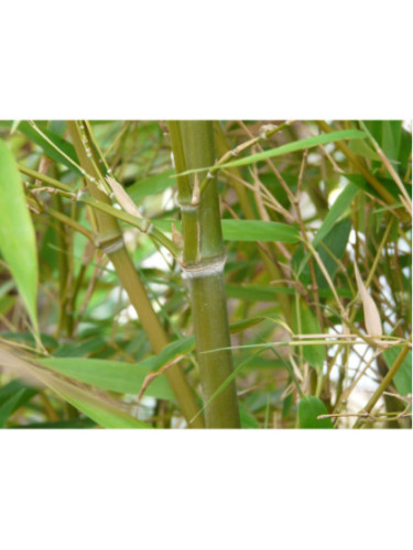 Bambou Phyllostachys Nigra Henonis
