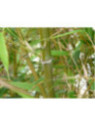 Bambou Phyllostachys Nigra Henonis