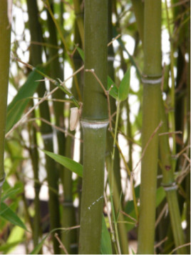 Bambou Phyllostachys Nigra Henonis