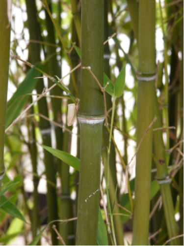 Bambou Phyllostachys Nigra Henonis