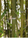 Bambou Phyllostachys Nigra Henonis