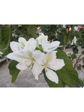 Bauhinia variegata alba / arbre à orchidées