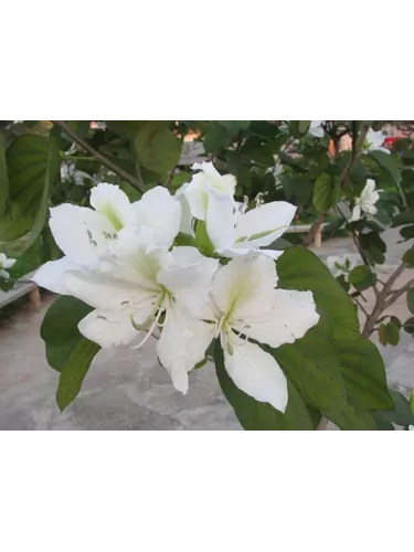 Bauhinia variegata alba / arbre à orchidées