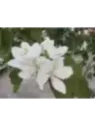 Bauhinia variegata alba / arbre à orchidées