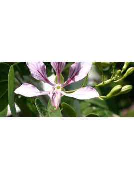 Bauhinia yunnanensis / arbre à orchidées (grimpant)