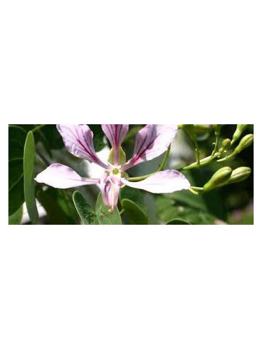 Bauhinia yunnanensis / arbre à orchidées (grimpant)